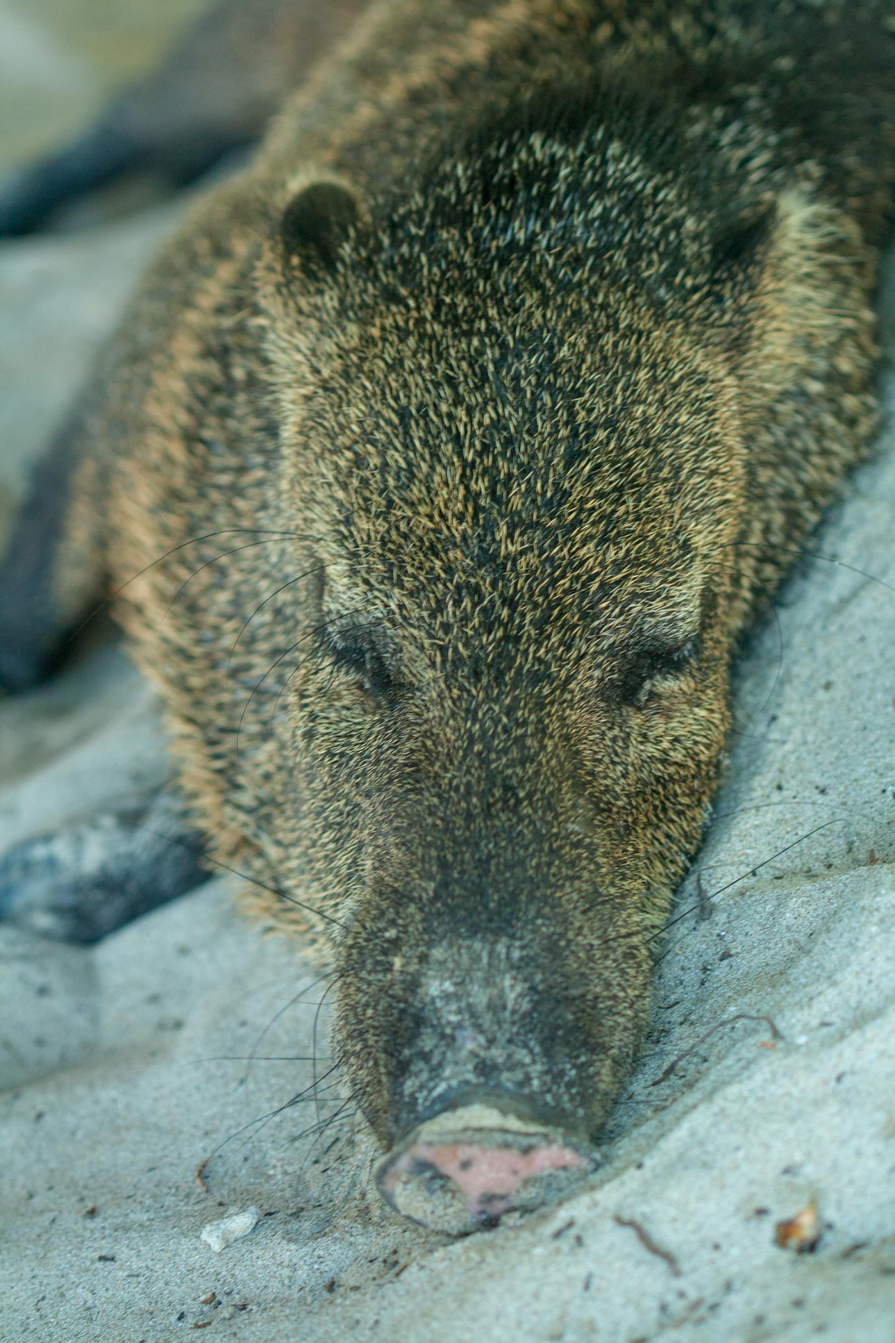 Collared Peccary Sleeping Tortuga Island