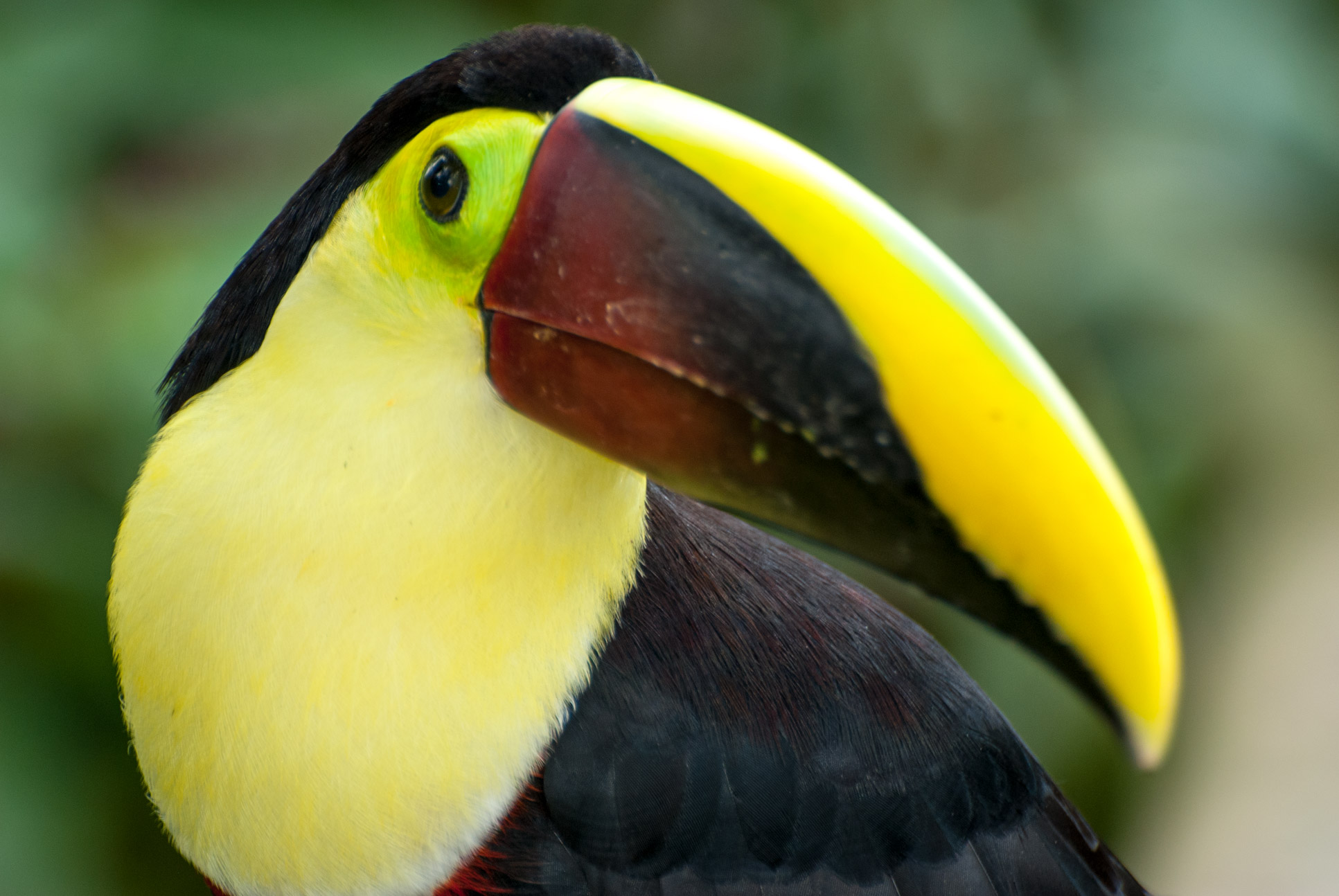 Toucan Waterfallgardens