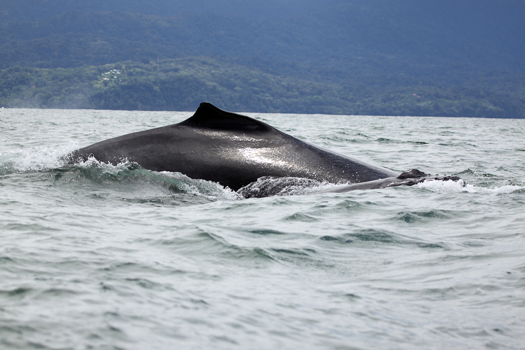 ballena aventura tour whale 7.jpg