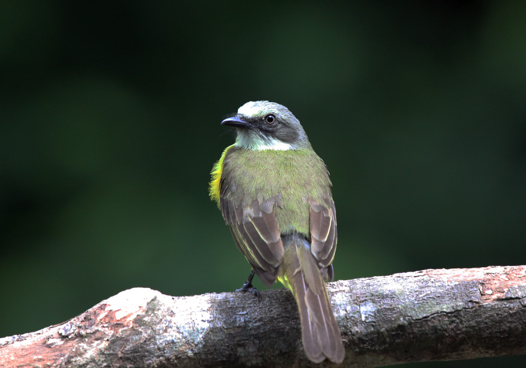 Yellow Social Flycatcher Perching on a Log