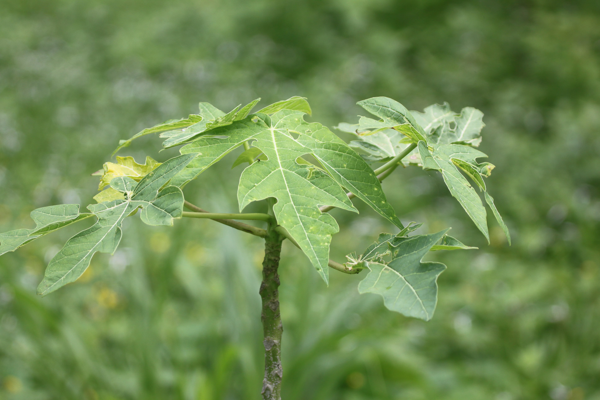 papaya plant samara trails hike 14.jpg