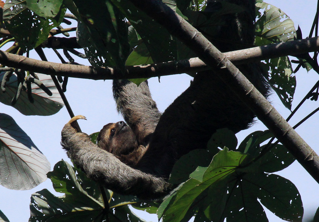 Three toed sloth lumbers across a cecropia tree