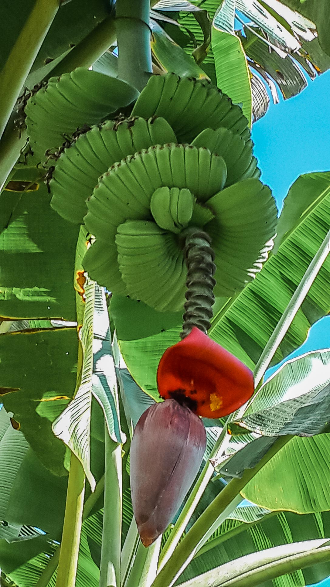 banana flower with baby bananas finca kobo chocolate tour 2.jpg