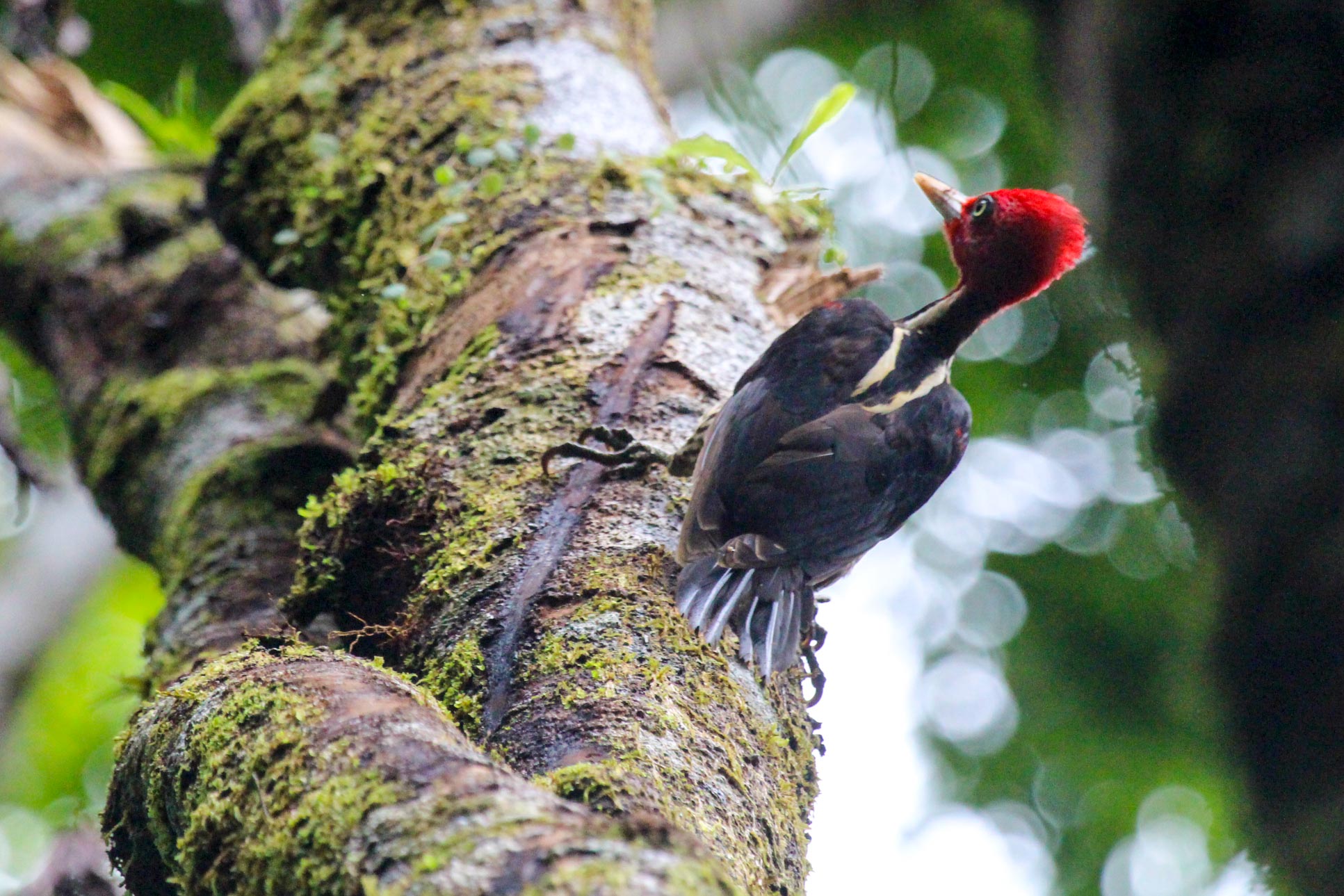 Woodpecker  On Wood Sirena Station Corcovado