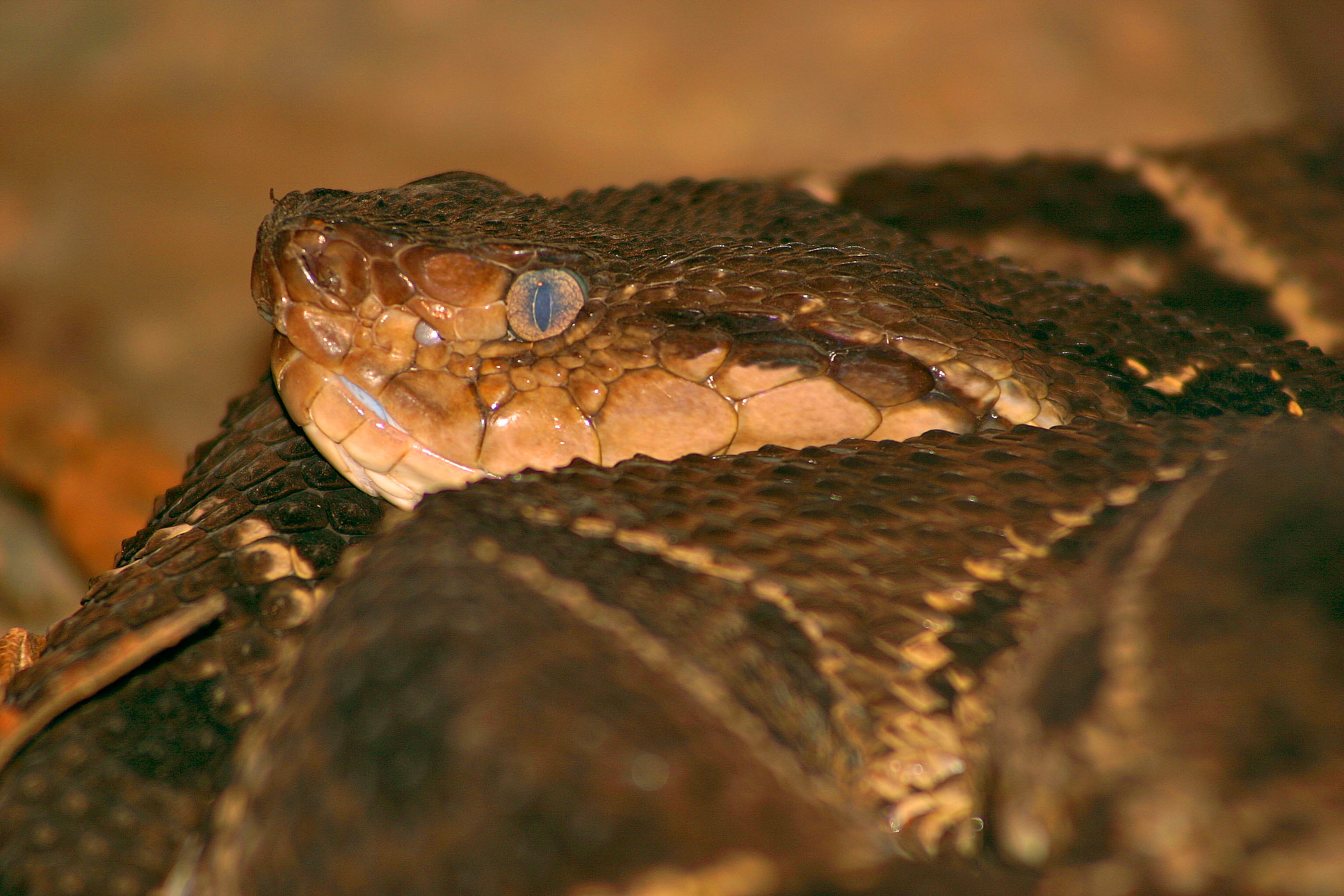 fer de lance waterfall gardens 01.jpg