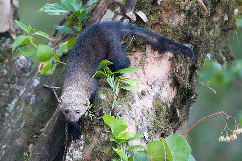 Tayra On Tree Trunk