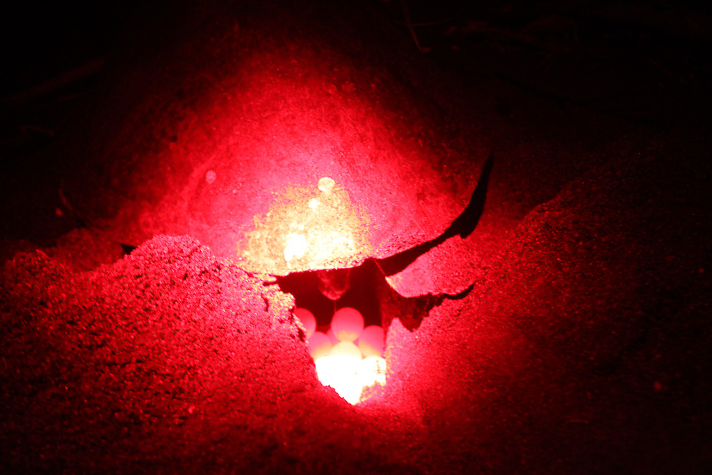 Egg Laying Camaronal