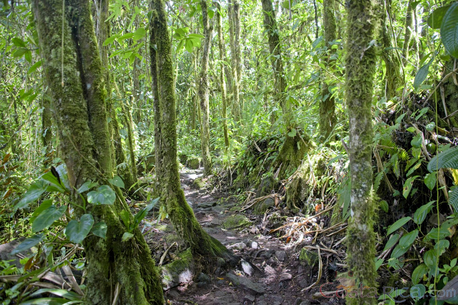 rock and sand trail under moss covered trees at arenal volcano 1968 eruption site lookout point.jpg