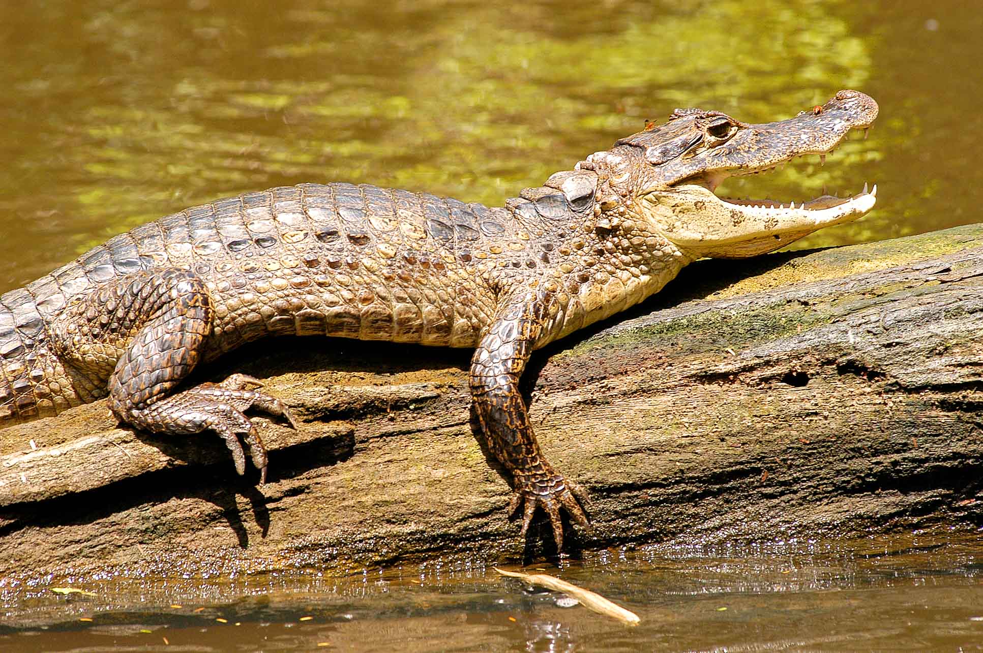 caiman tortuguero 2.jpg