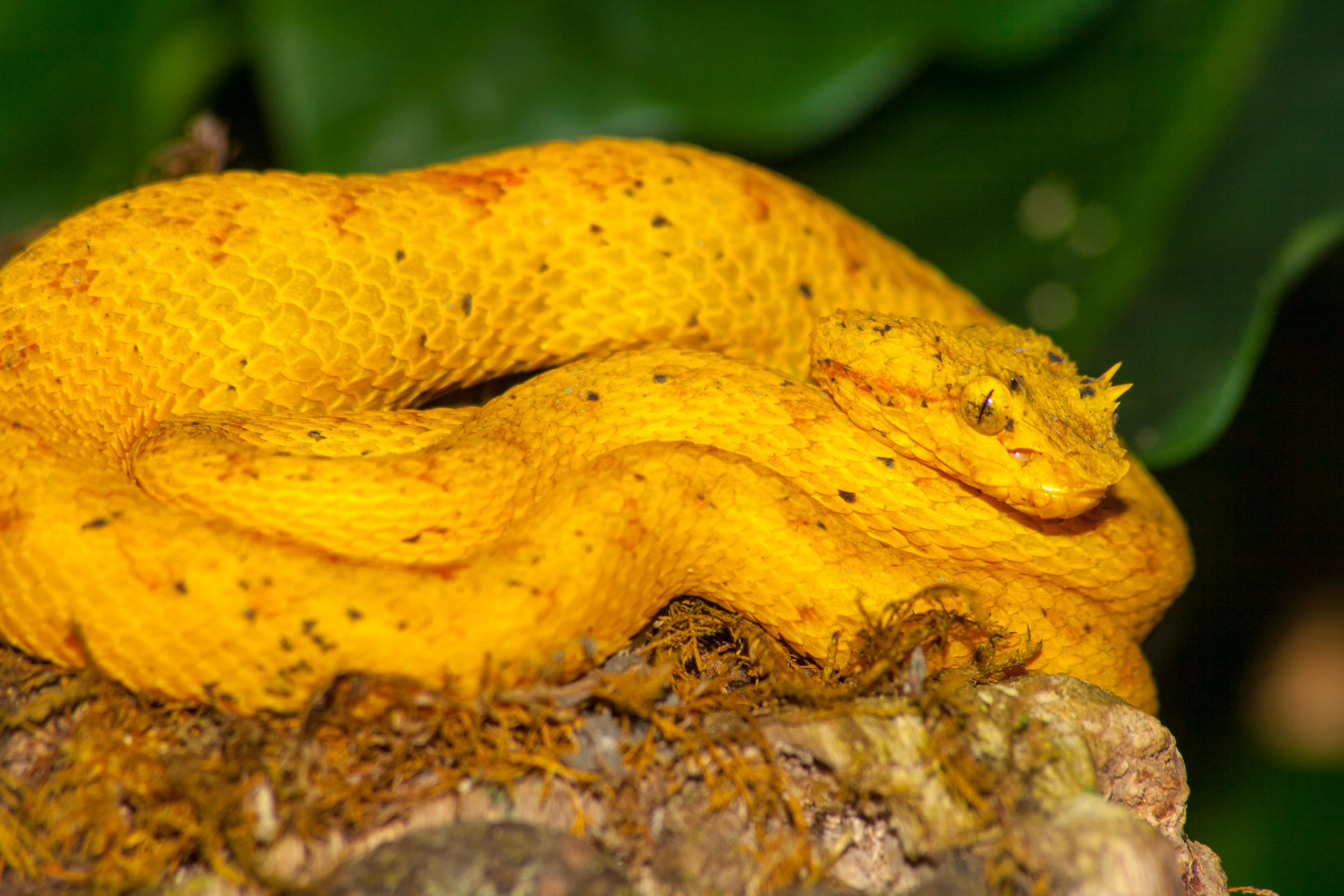 Yellow Pit Viper  On Tree Trunk Monteverde