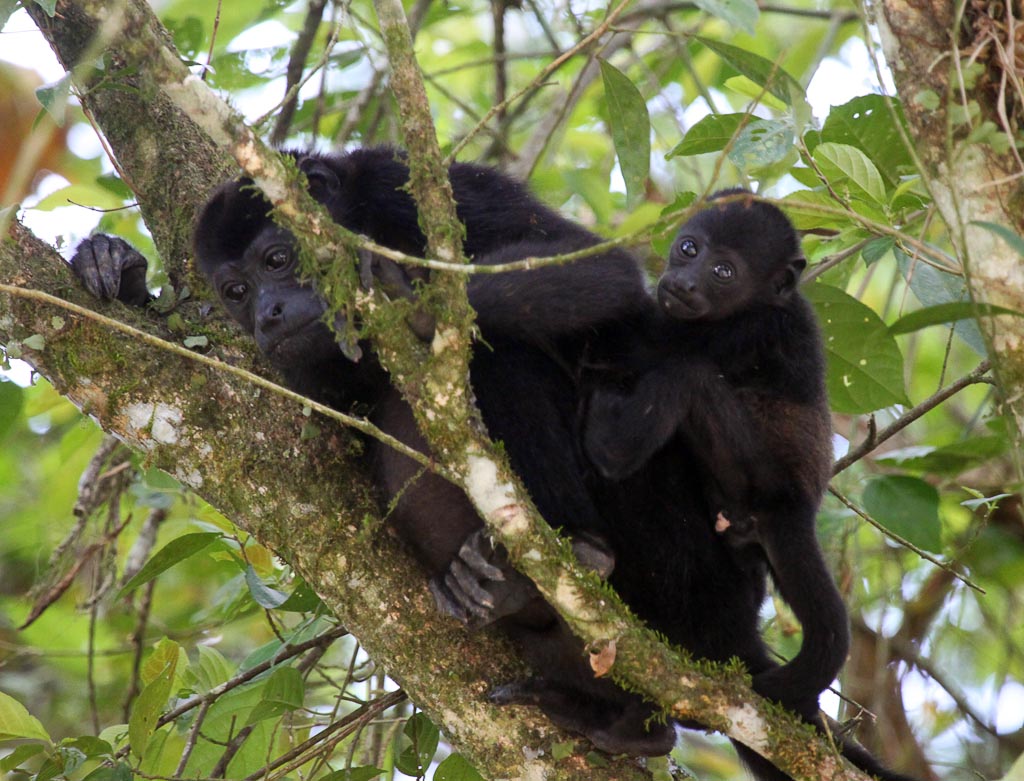 Baby Howler Monkey Clinging to His Mother