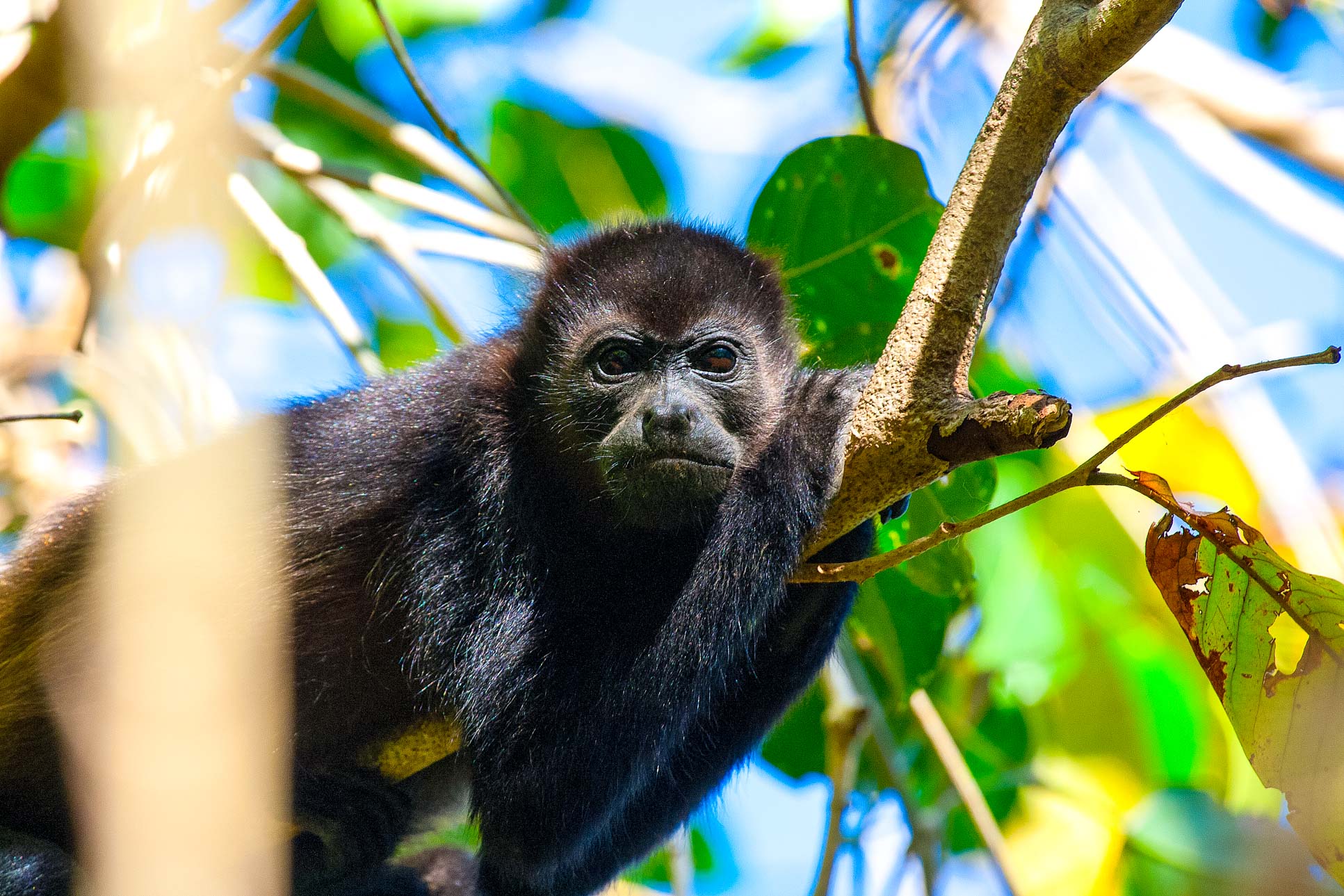 Howler Monkey On A Tree Nosara Reserve