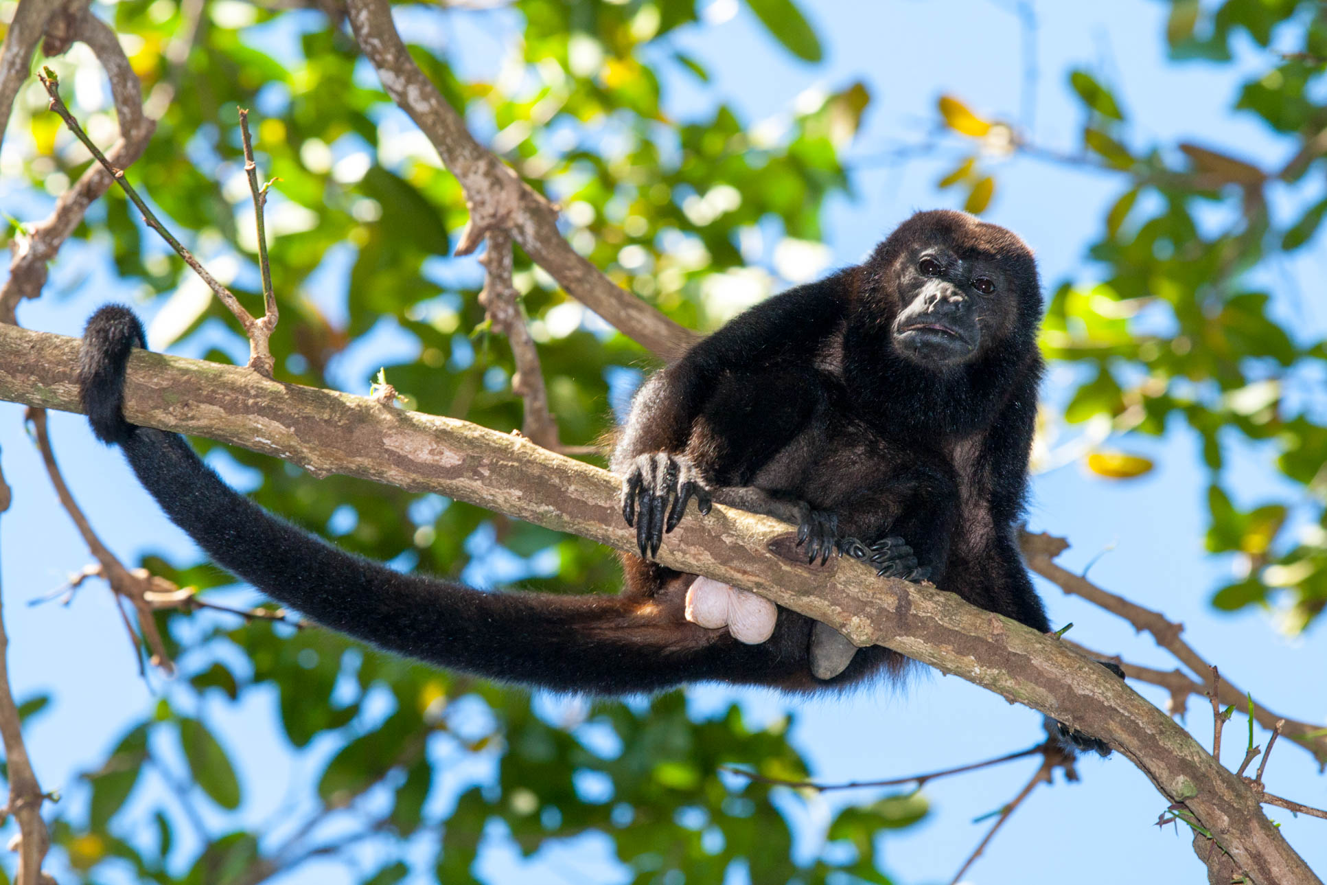 Howler Monkey On A Branch At Cabo Blanco Reserve