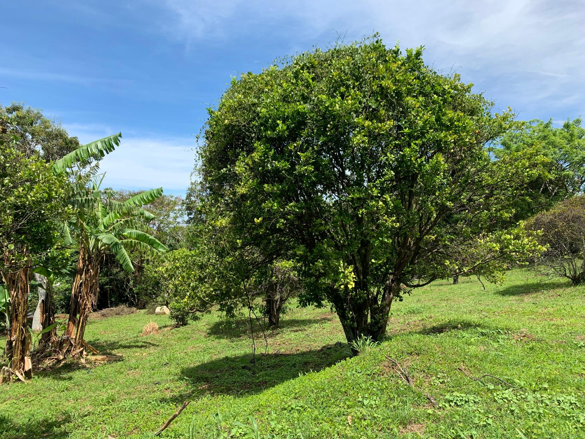 adjacent lots available in up in the hills of heredia buy one or all view 007.jpeg