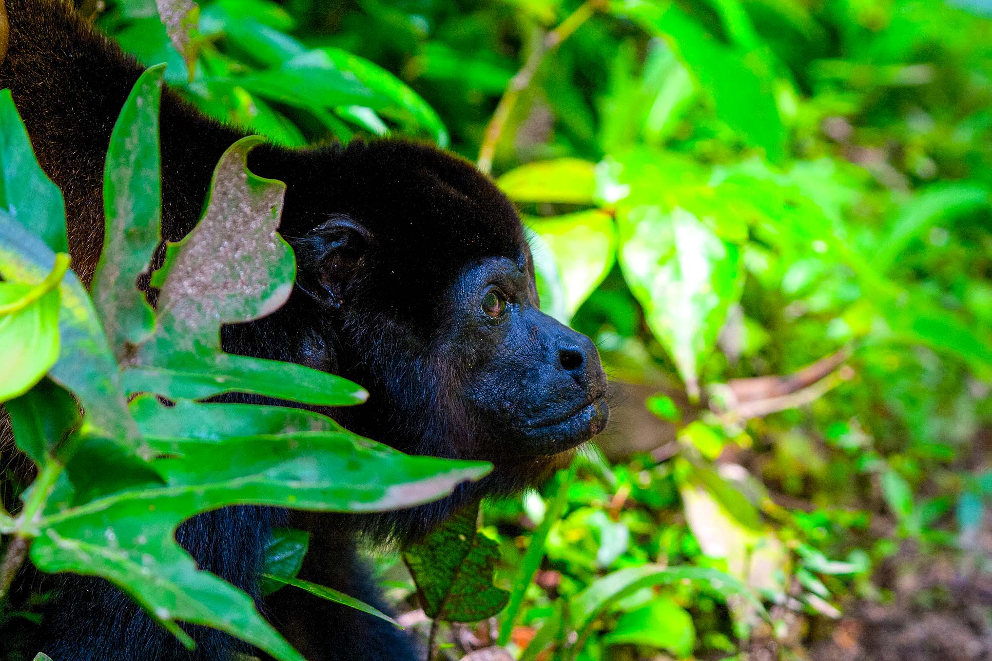 Howler Monkey Face Closeup At Cahuita National Park