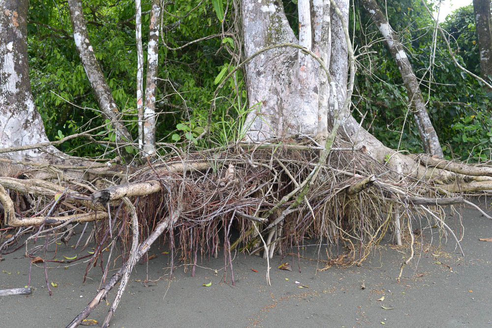 Tree Roots On The Beach At Sirena Ranger Station