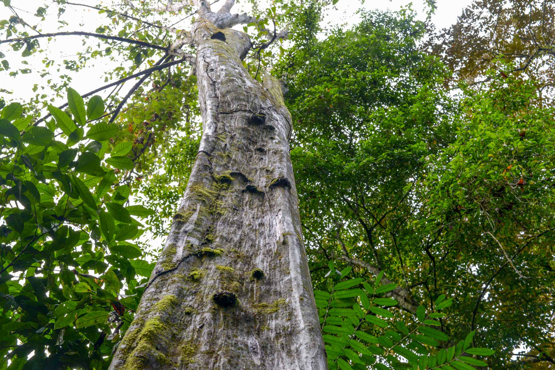 Tall Tree At Sirena Ranger Station