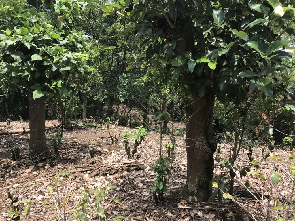land for construction project in hacienda vieja view 006.jpg