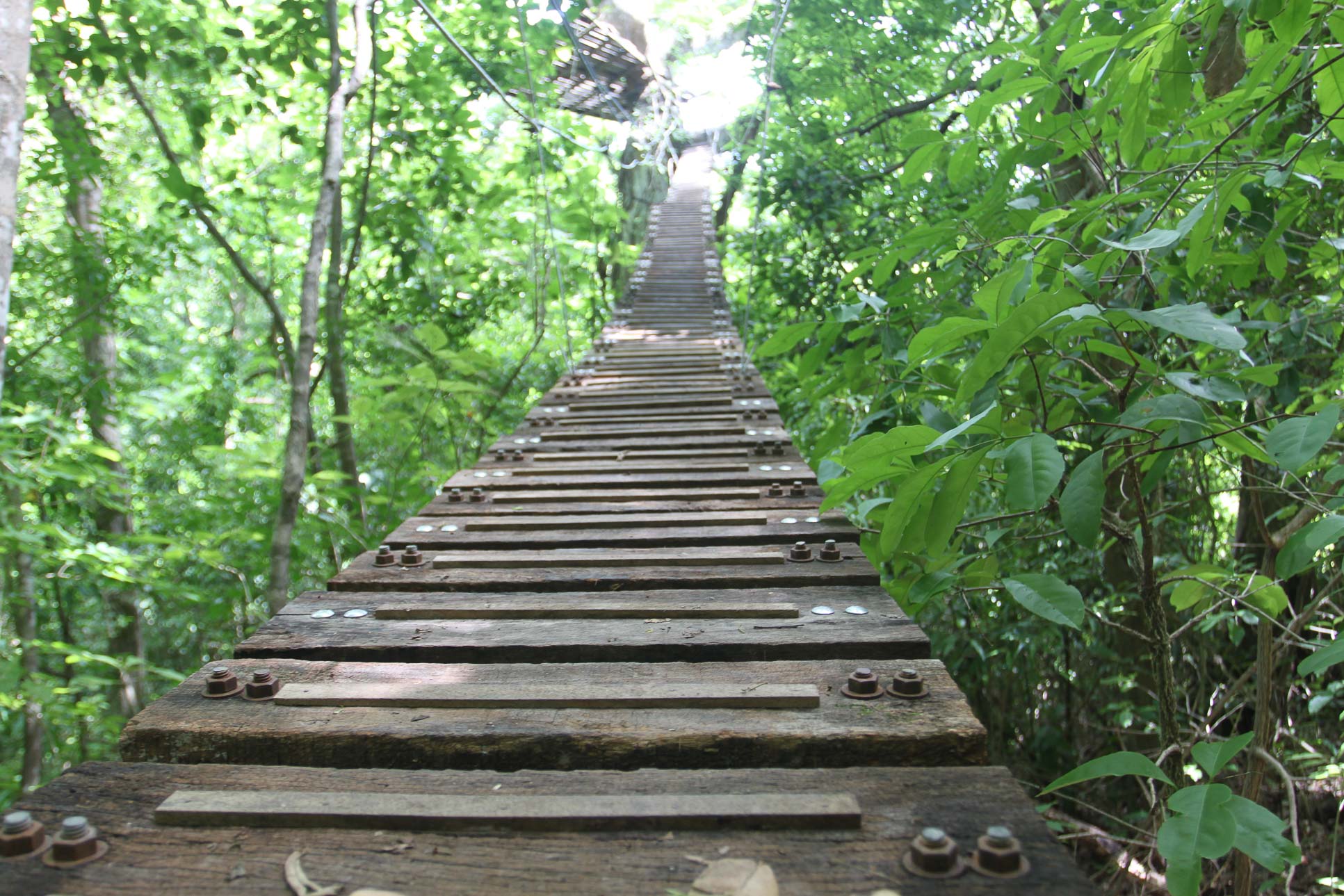 suspension bridge wingnuts canopy 2.jpg
