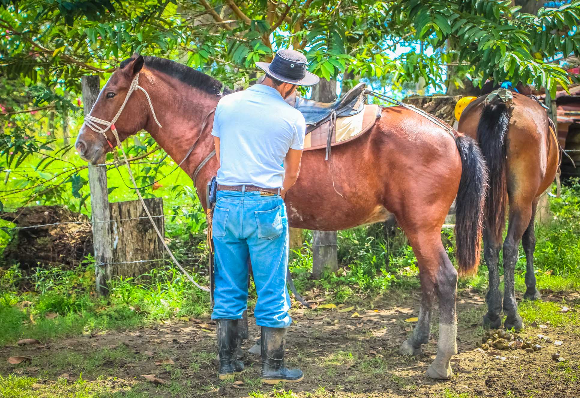 Cowboy Preparing The Horses Rancho Tropical