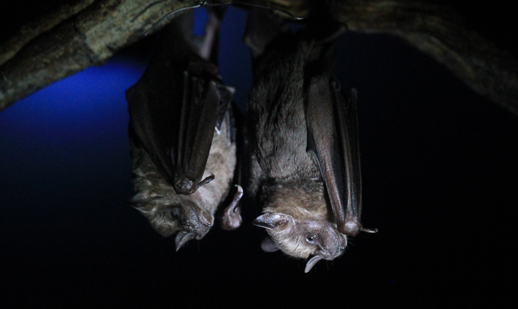 Bat Pair