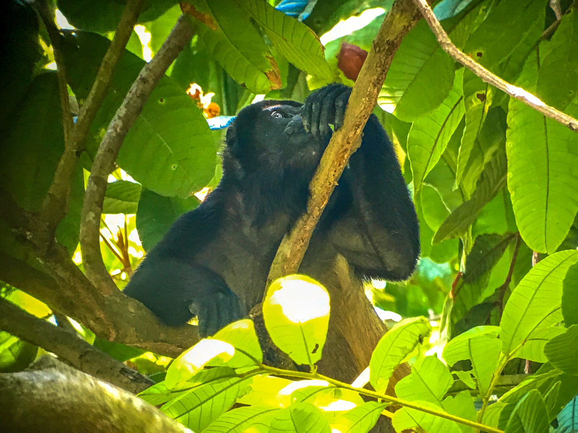 Howler Monkey Manuel Antonio National Park