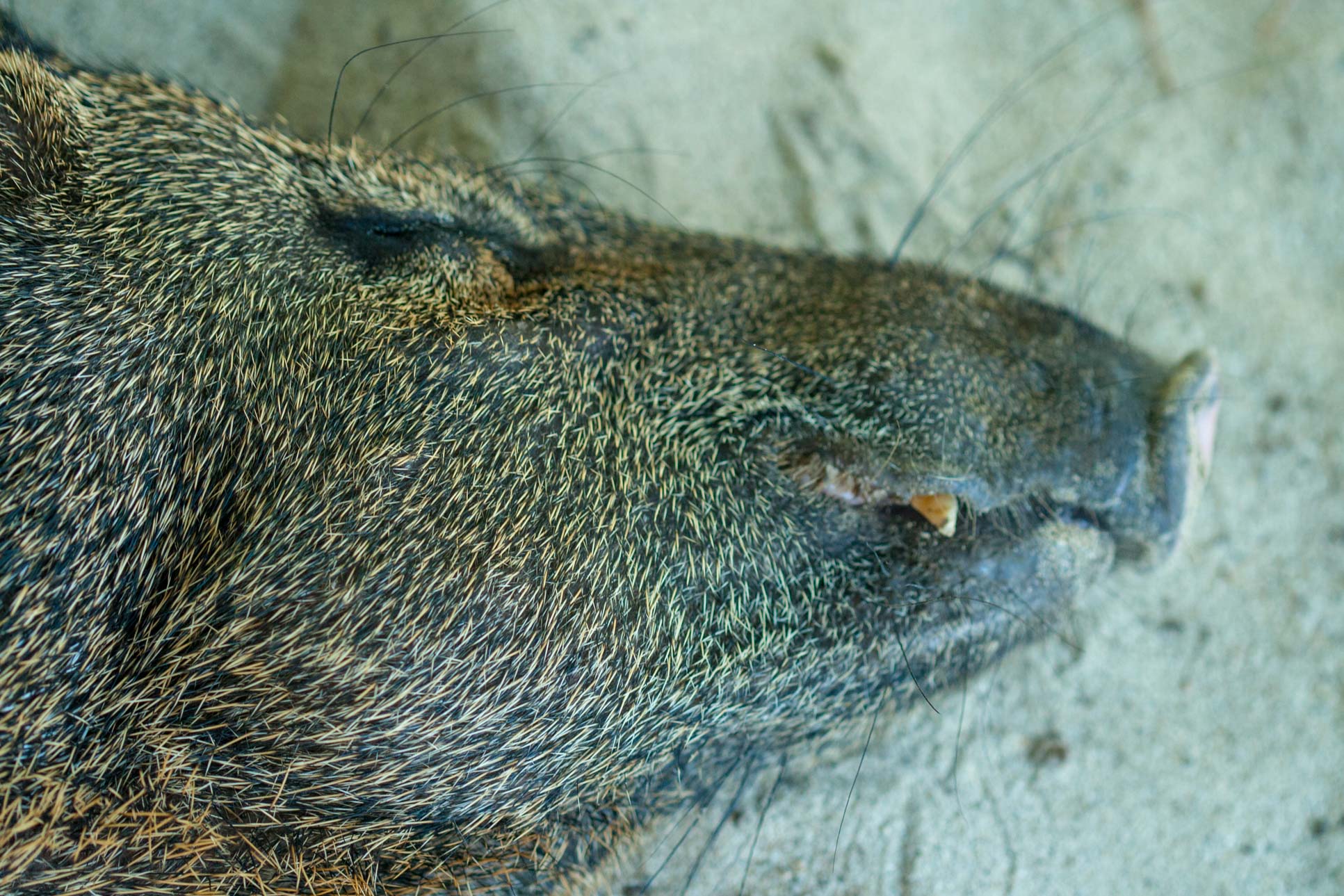 Collared Peccary Sleeping Face Close Up Tortuga Island