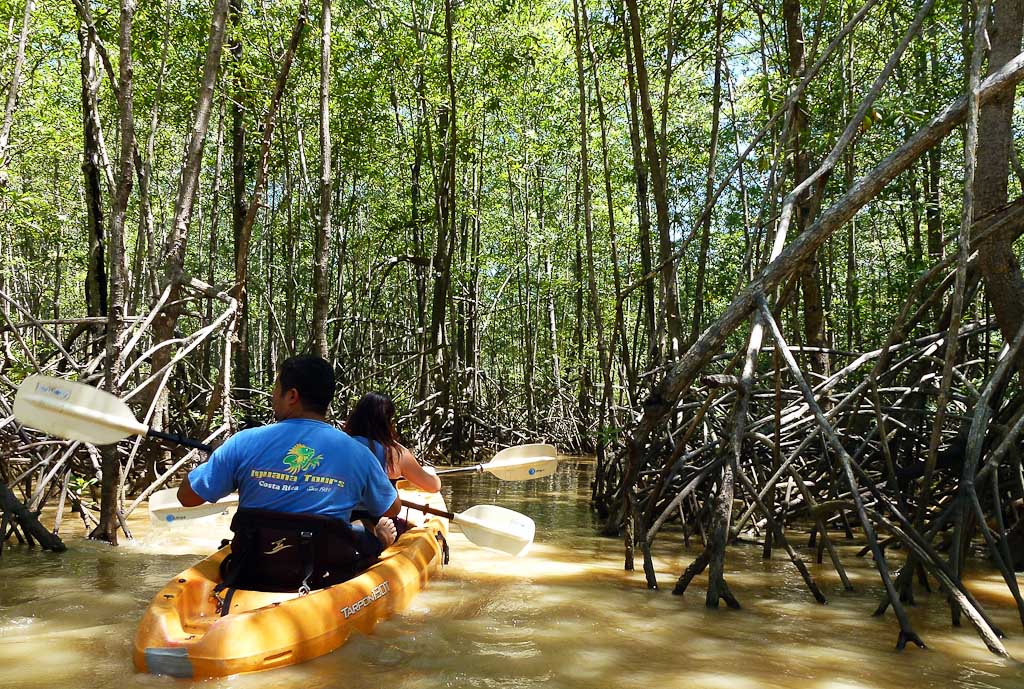 manglar isla mangrove kayak white mangroves 5.jpg