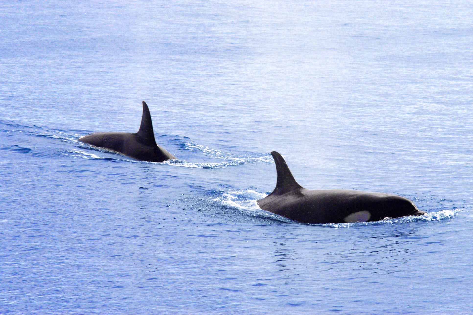 pair of orcas srake bay 2.jpg