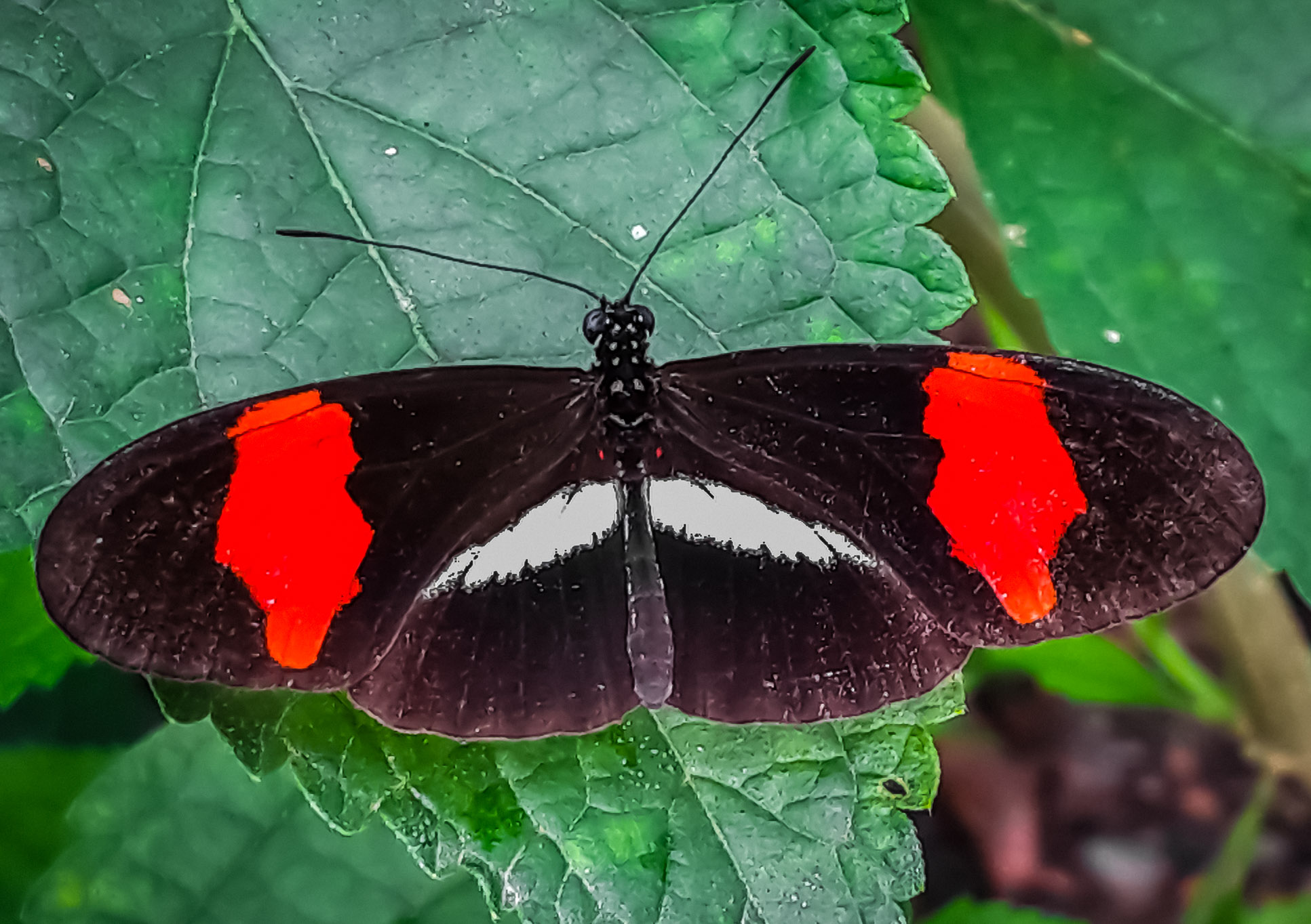 Heliconius Melpomene Amaryllis Butterfly Dorsal View Las Palmas Butterfly Garden
