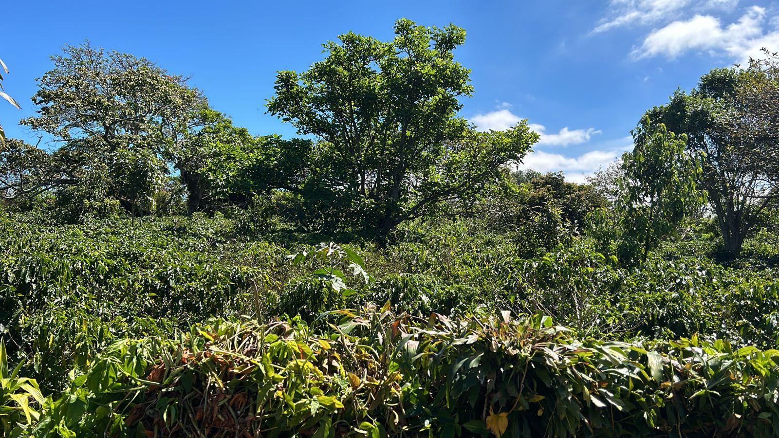 convert coffee farm into a mixed use development complex view 003.jpeg