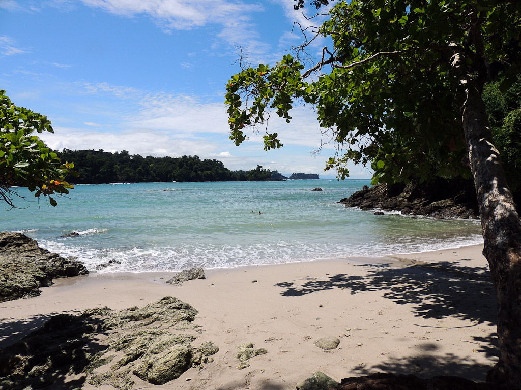 Mongrove tree in Manuel Antonio National Park
