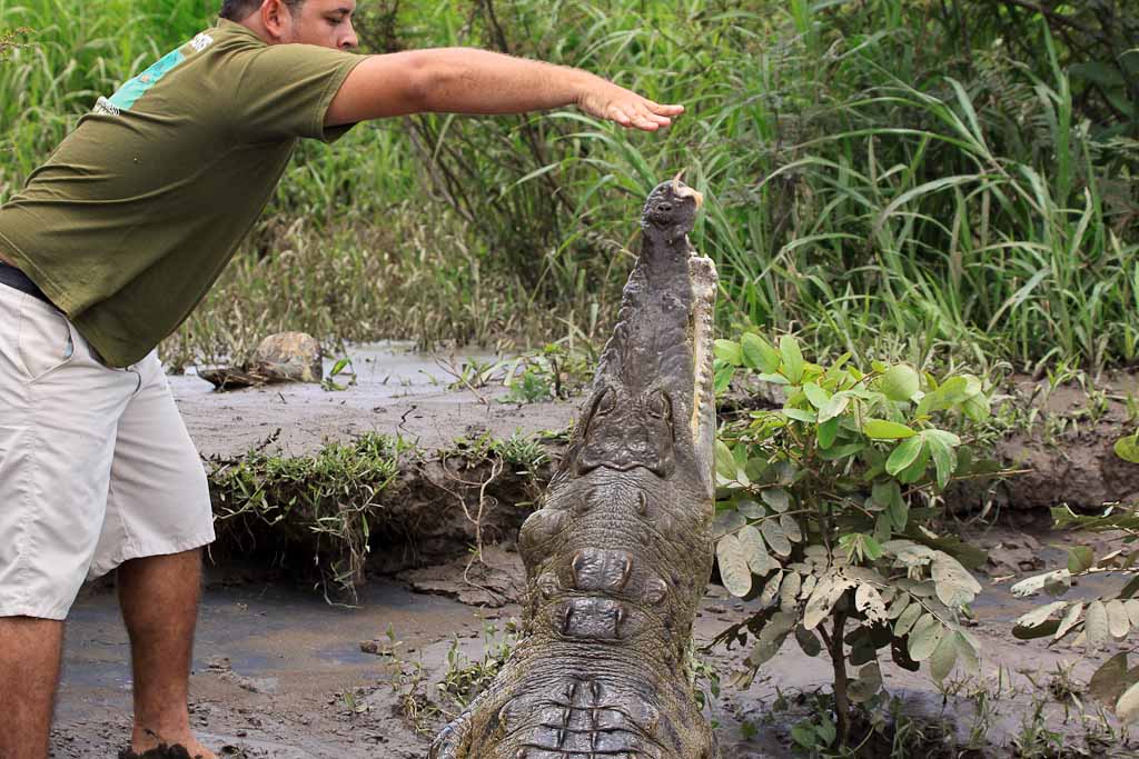 crocodile safari tour feeding 7.jpg
