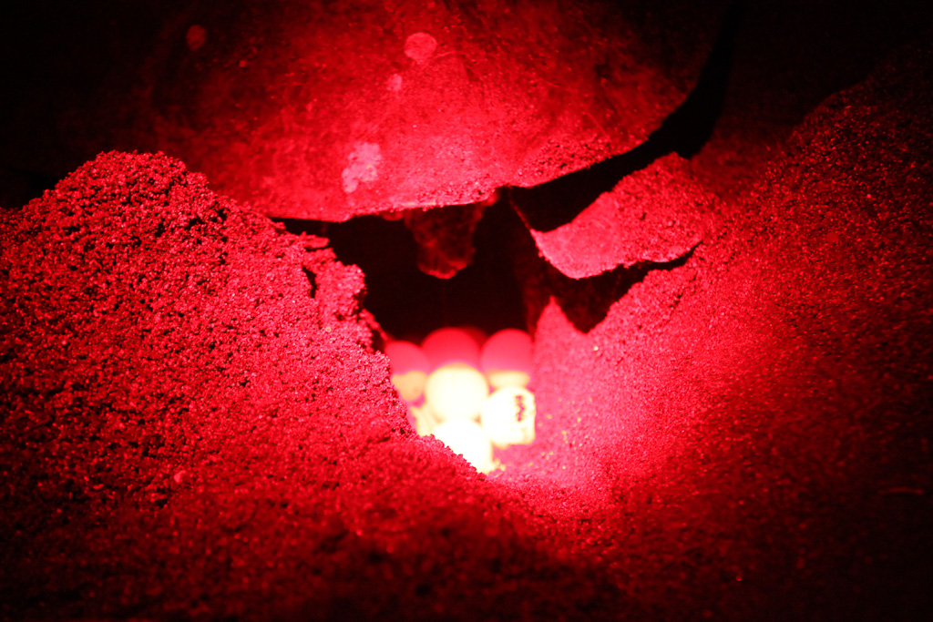 laying eggs camaronal 3.jpg