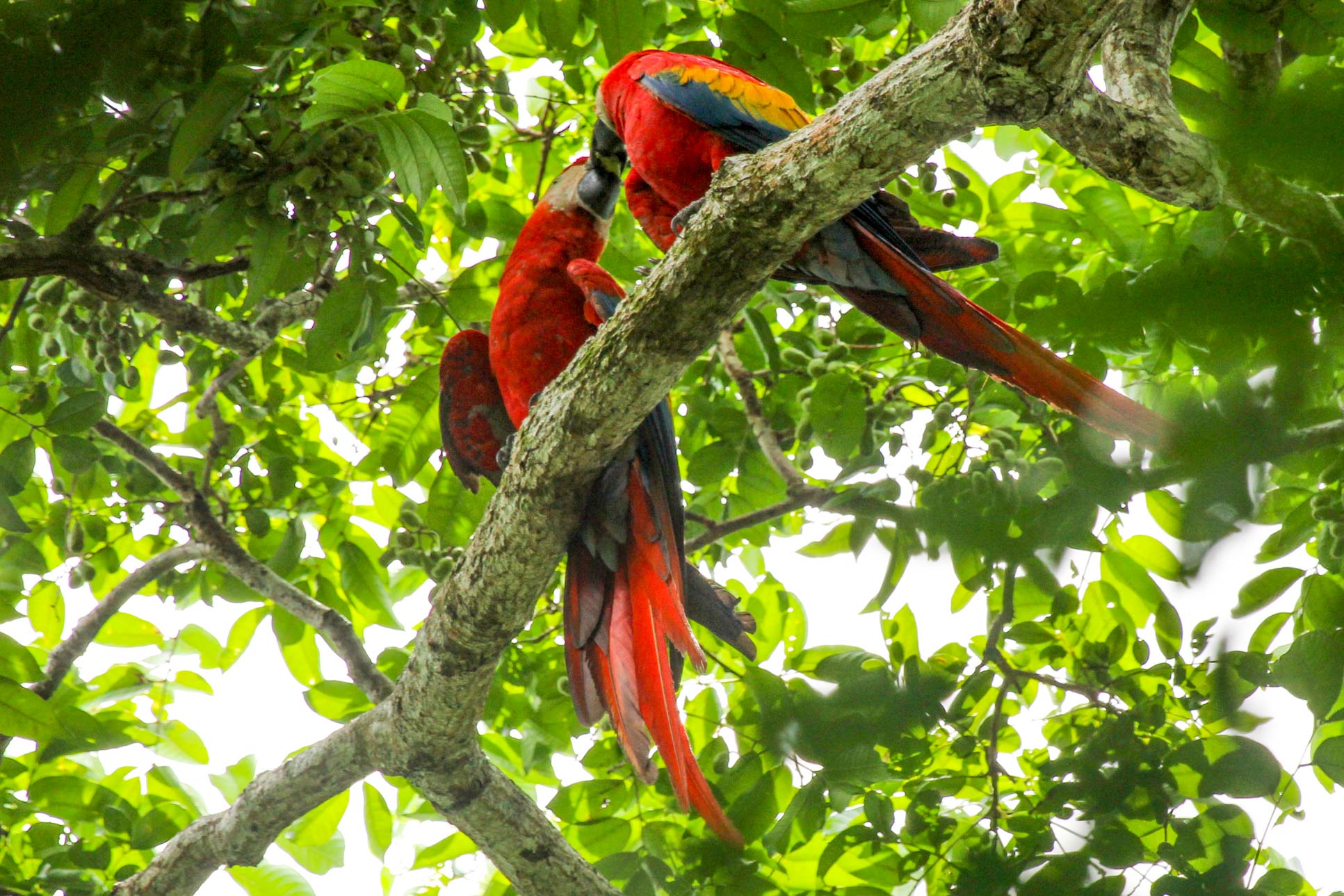 Macaws Kissing On The Top Of The Trees In Sirena Ranger Station Corcovado