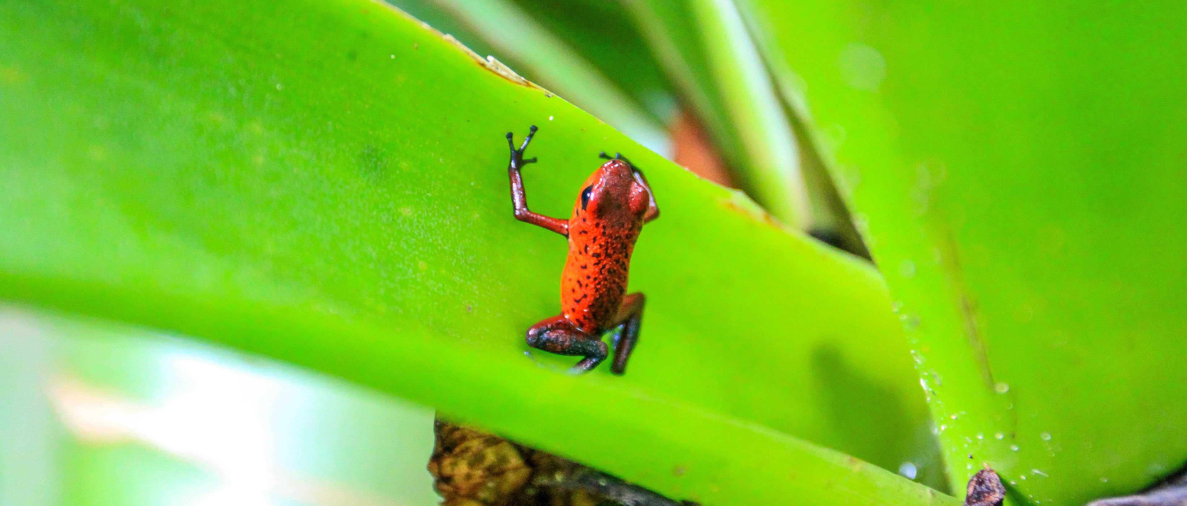 Blue jean poison dart frog sitting in a bromeliad 