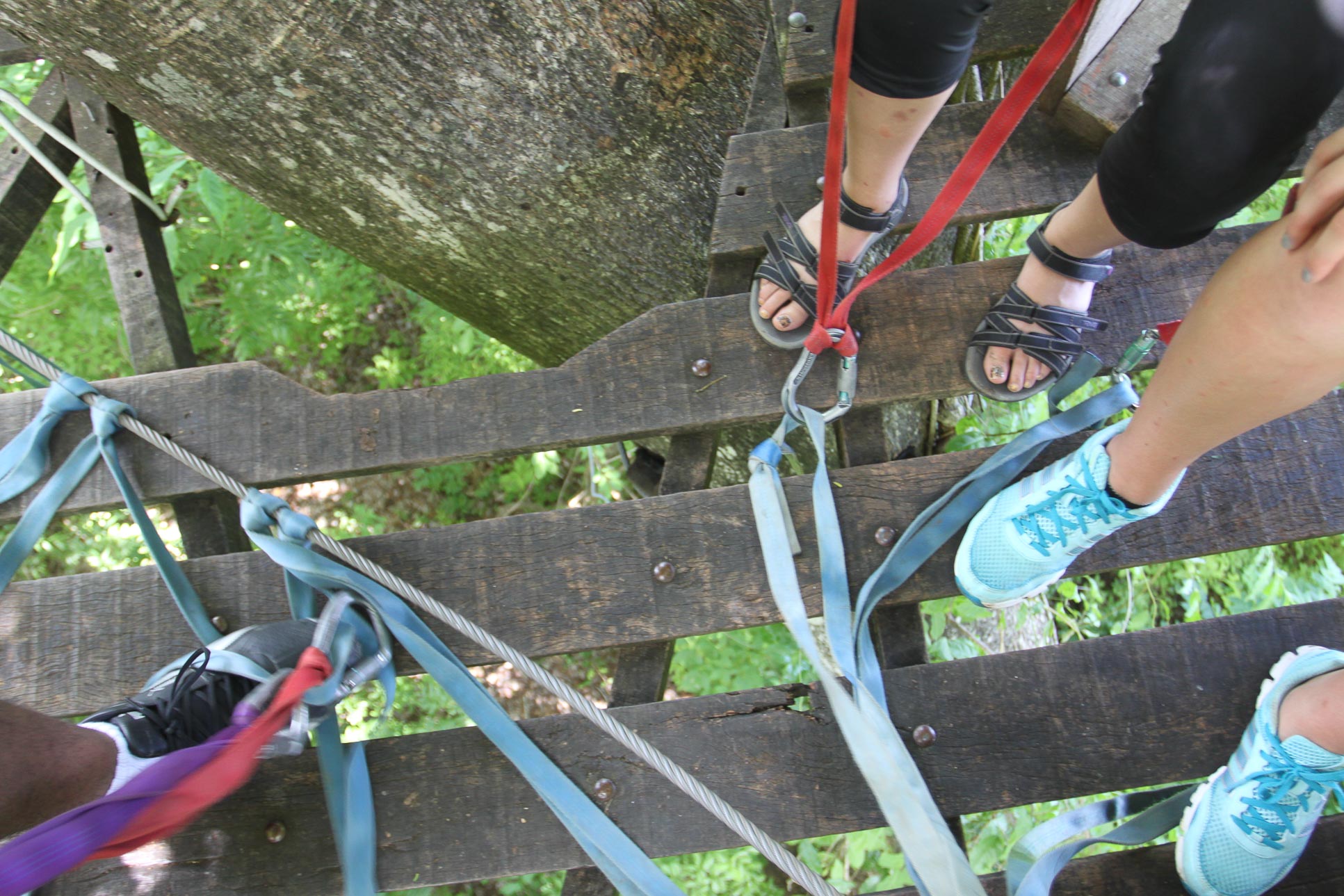 looking down from wingnutscanopy 13.jpg