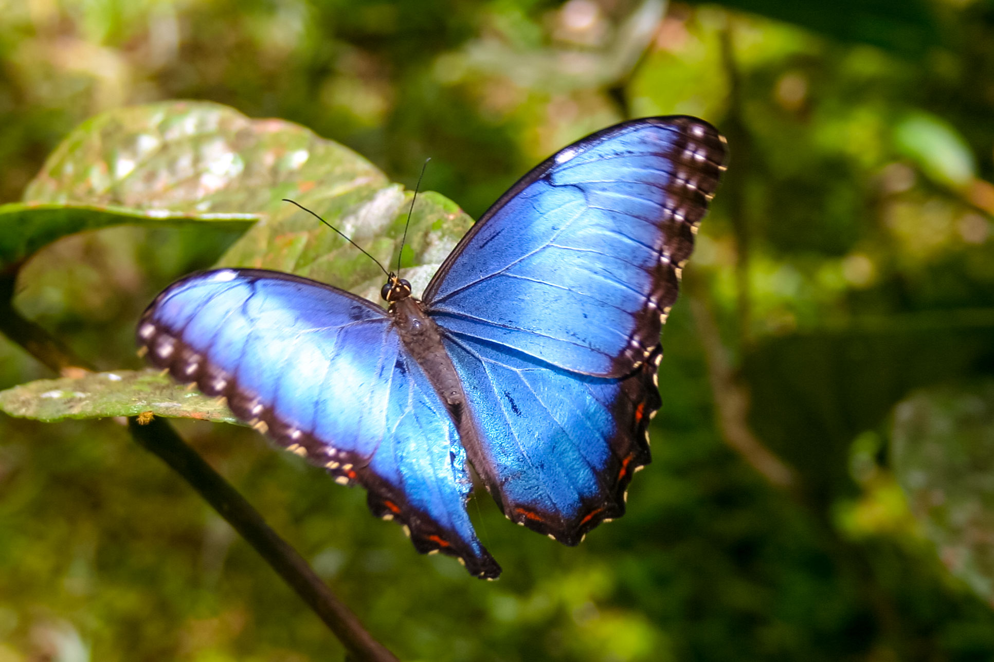 Blue Butterfly Perched On A Leaf Waterfallgardens