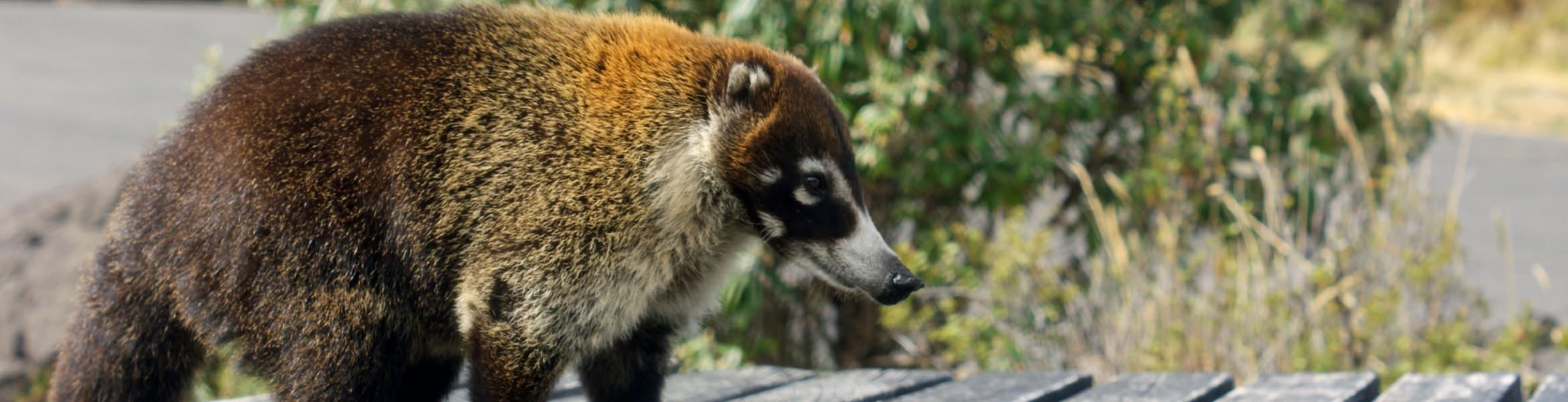 long nosed coati.jpg