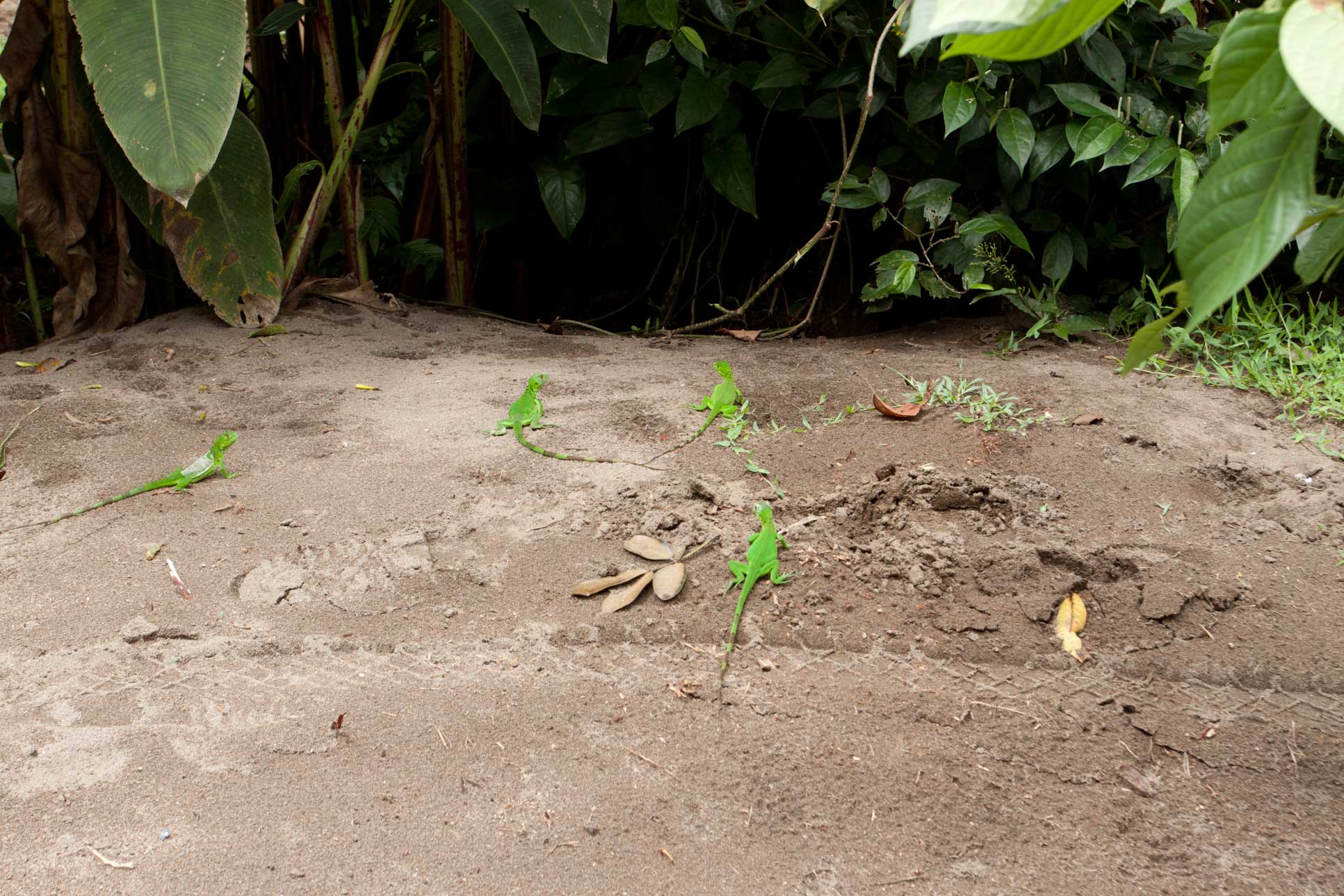 Juvenile Green Iguanas Walking On The Sand Tortuguero