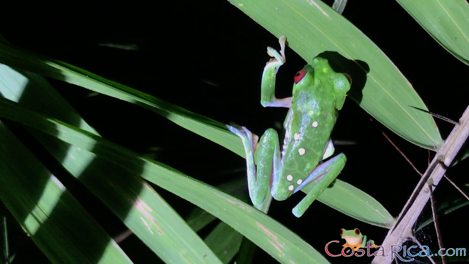 red_eyed tree frog.png