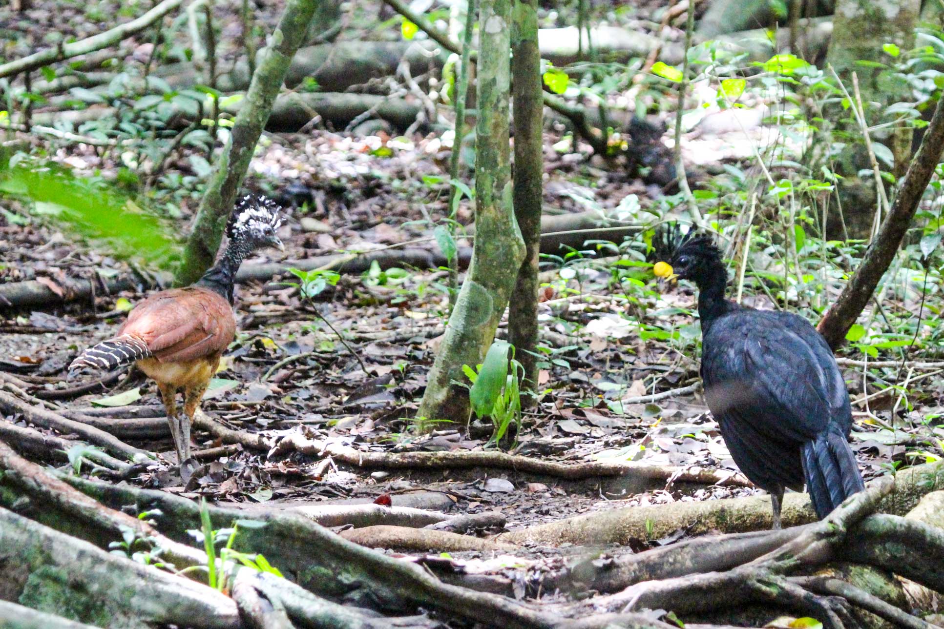 Birds Walking On The Forest Floor