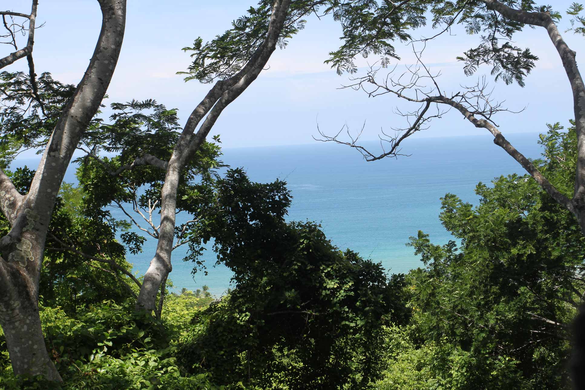 panoramic wingnutscanopytour 6.jpg