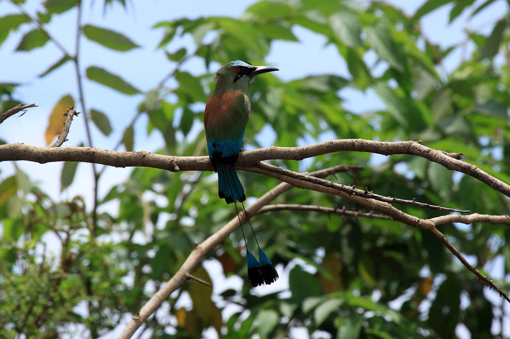 crocodile safari tour motmot 3.jpg