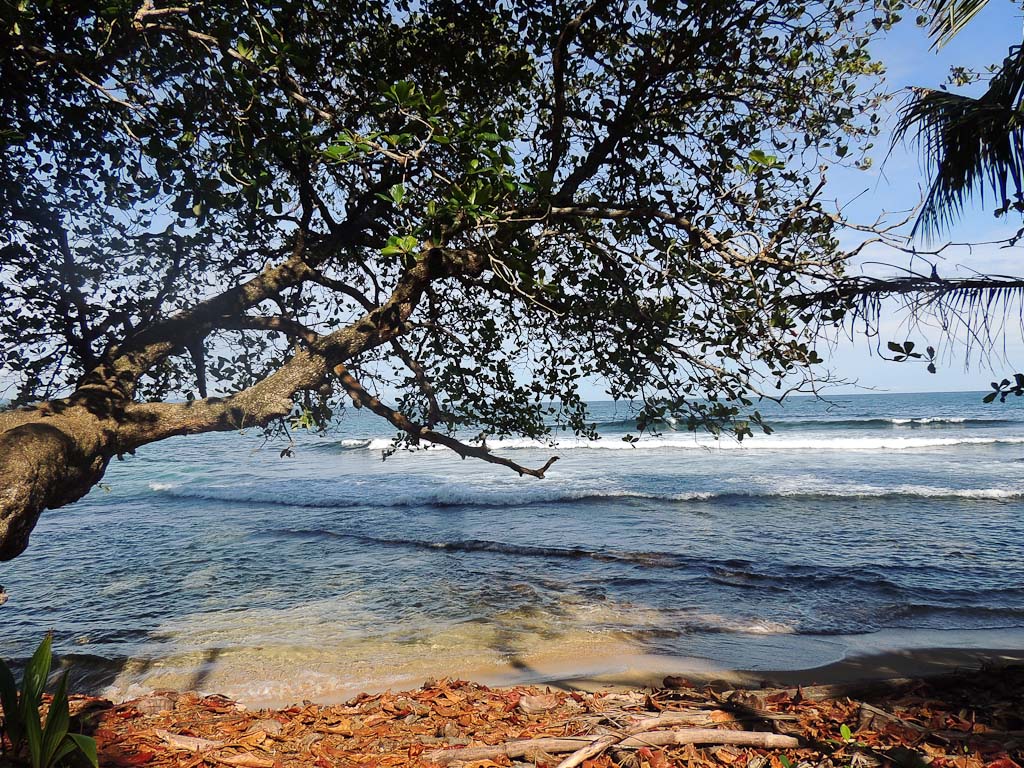 gandoca manzanillo wildlife refuge fallen leaves 5.jpg