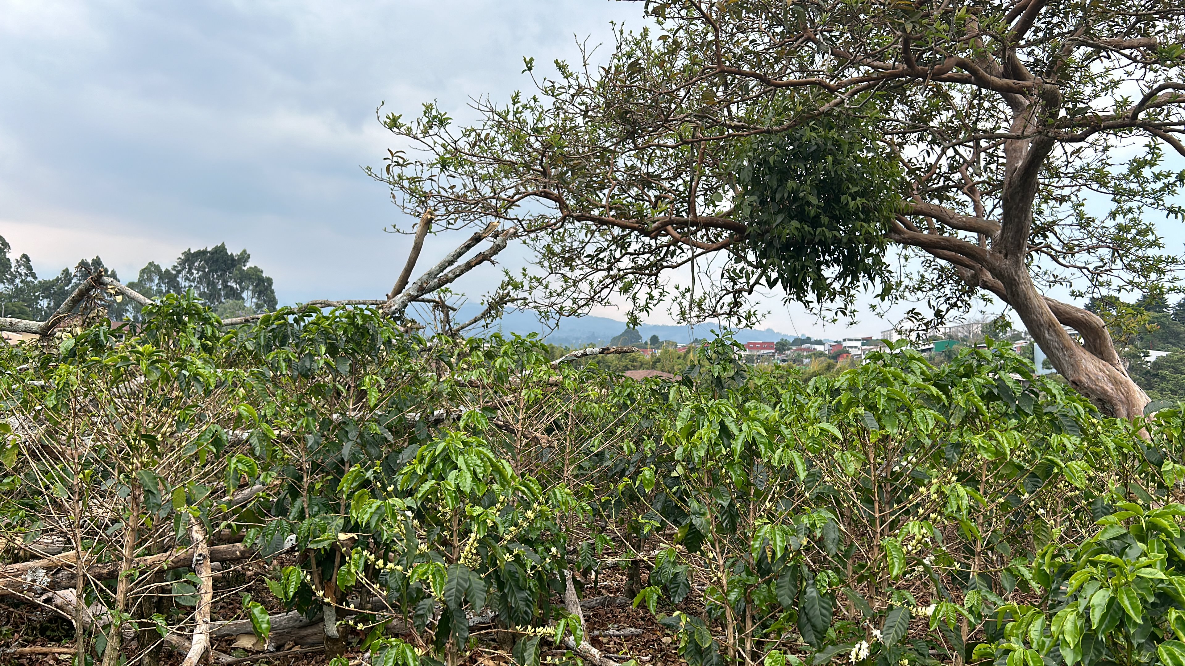 cul de sac residential development lot view 008.jpg