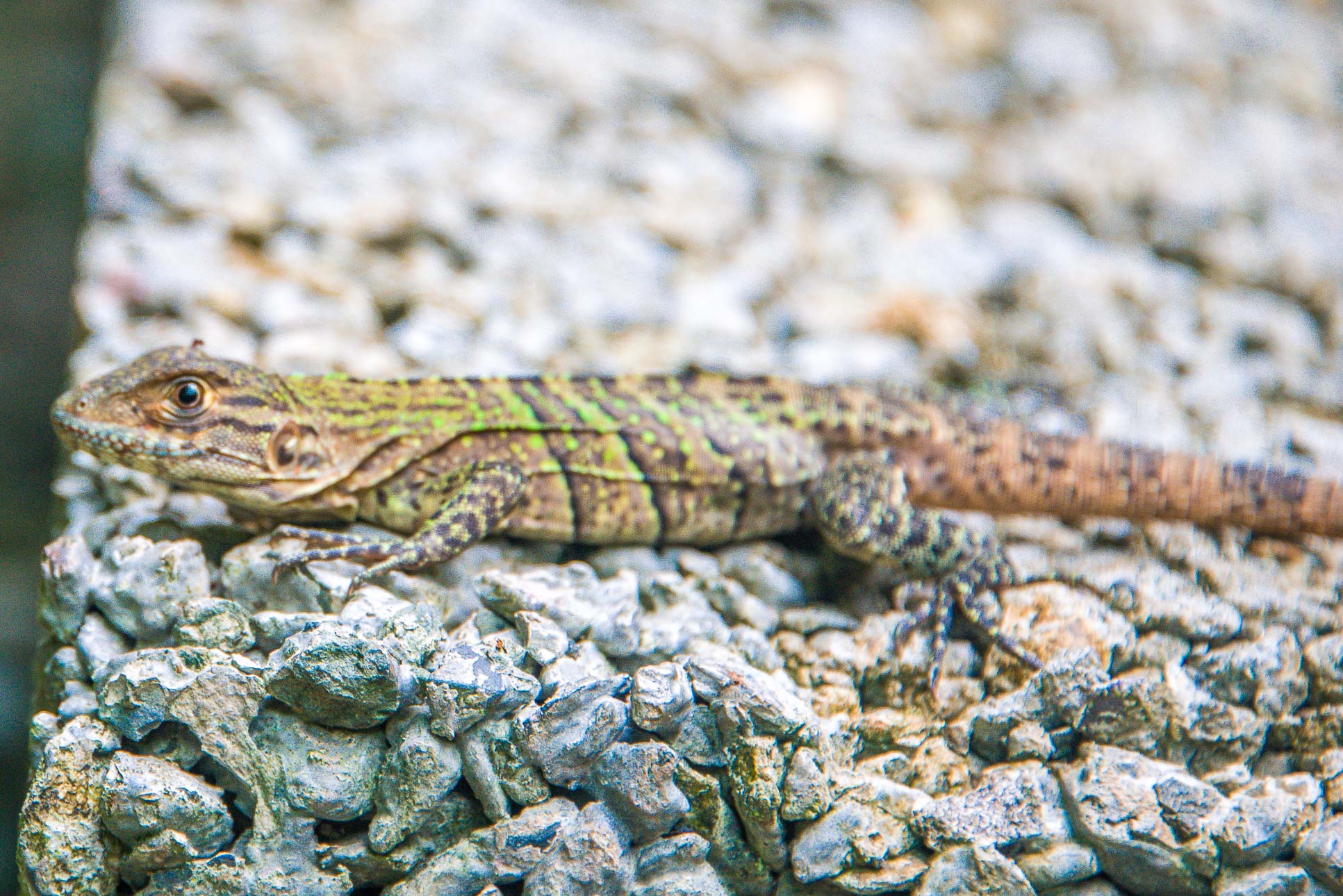 Manuel Antonio National Park Tour Lizard