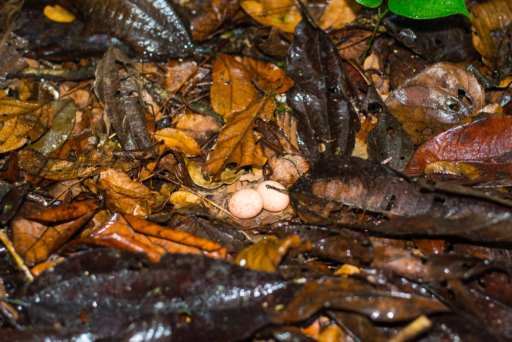 Eggs Laid On The Ground By A Bird In Los Patos Trail