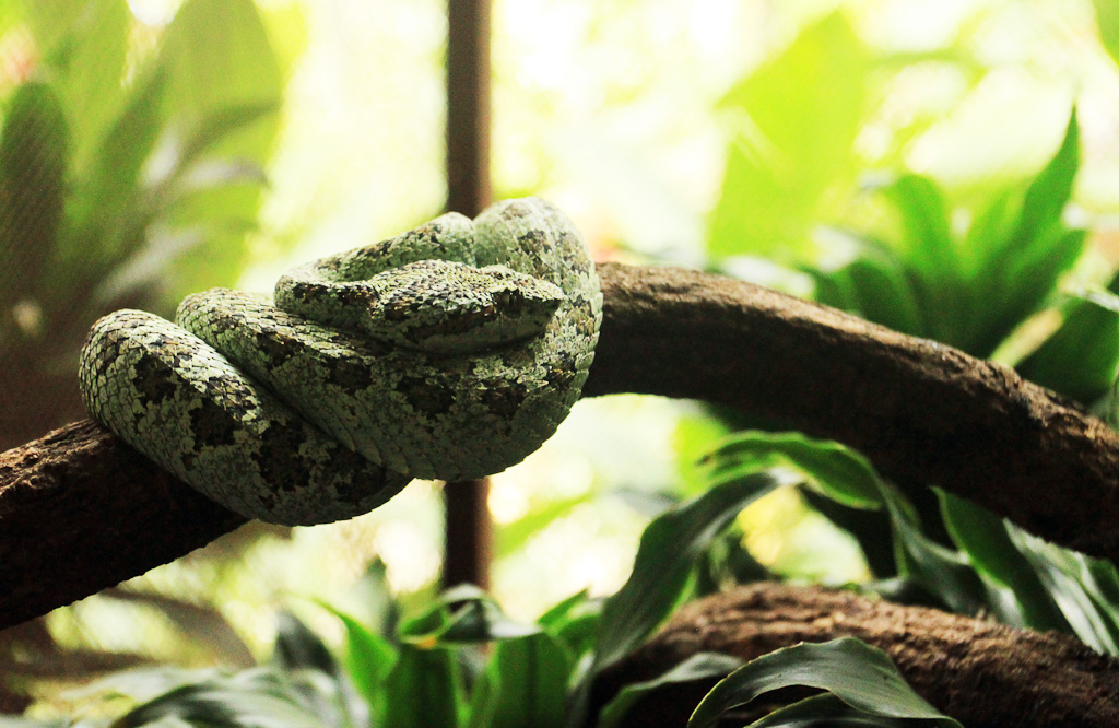 A pit viper coiled on a branch inside a terrarium