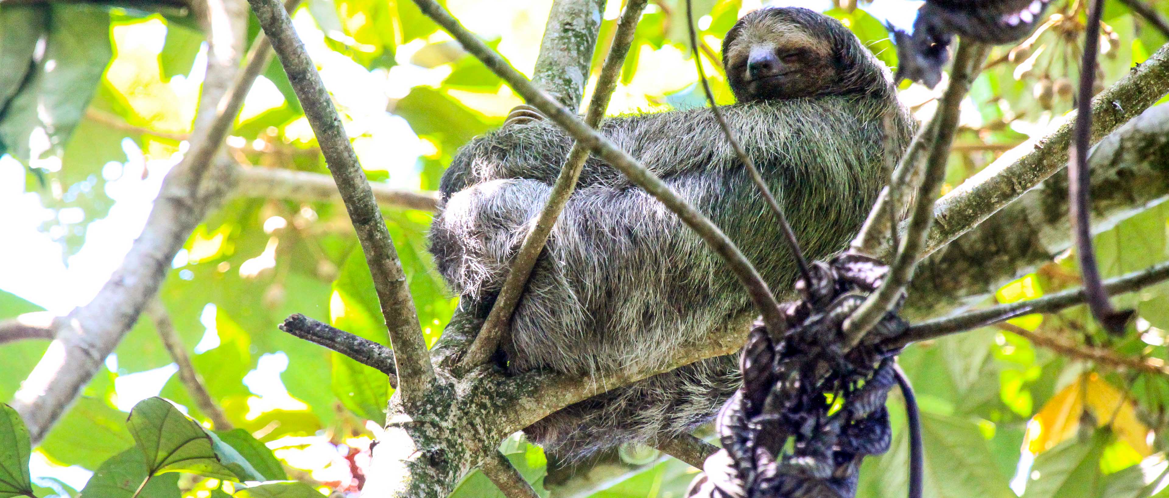 A three toed sloth sleeping in a cecropia tree